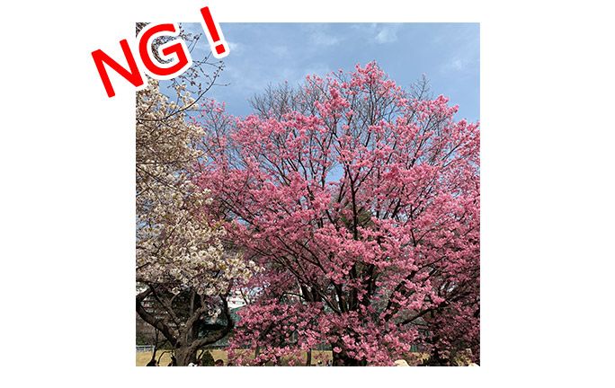 よくある桜の構図
