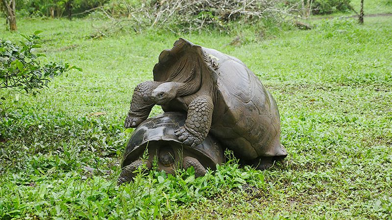重なるガラパゴスゾウガメ