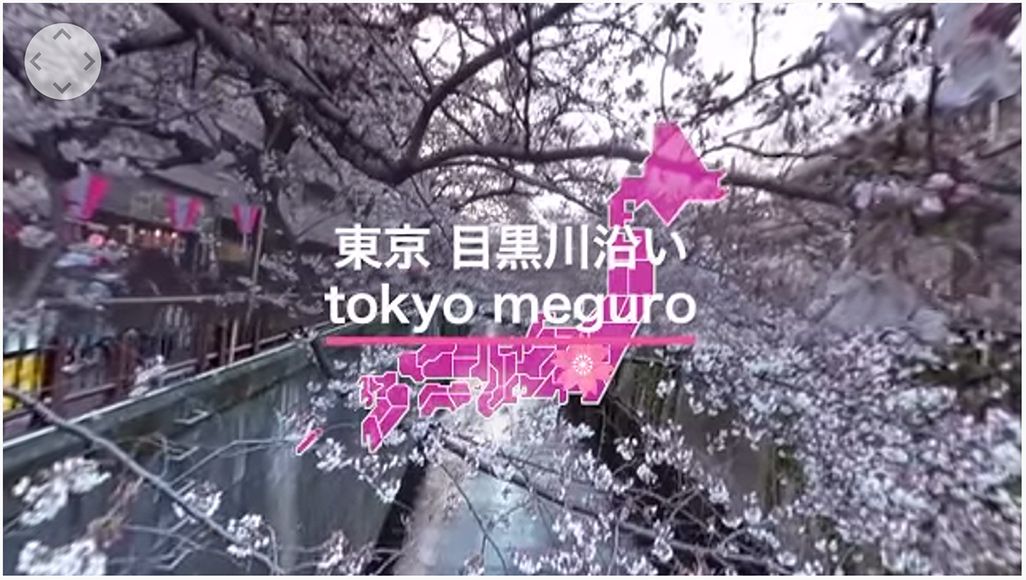 ウェザーニュースのお花見VR