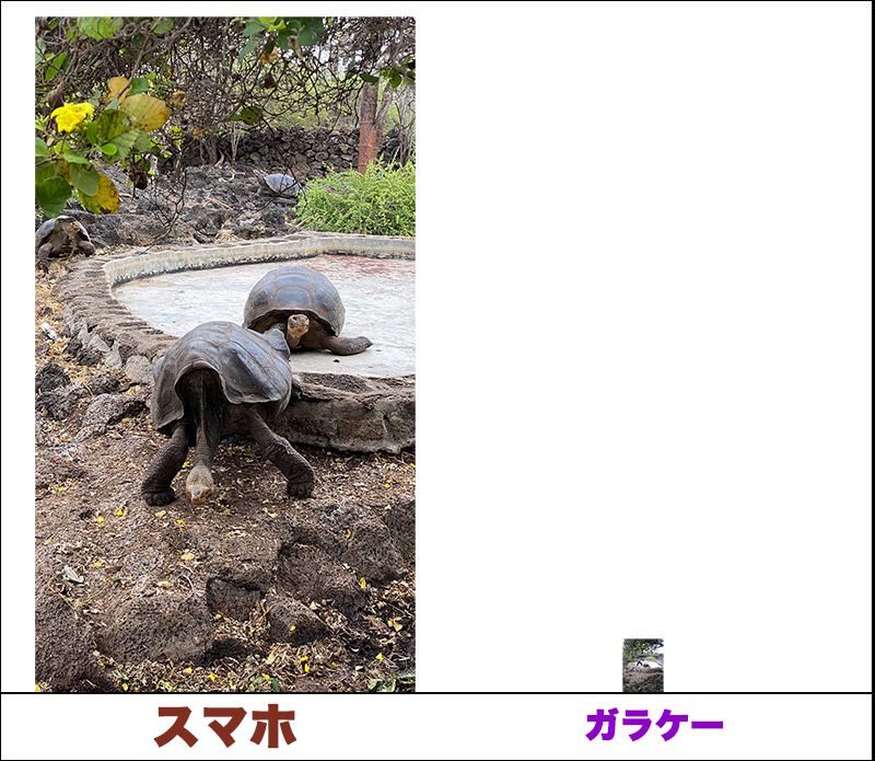 ガラパゴスゾウガメの比較写真