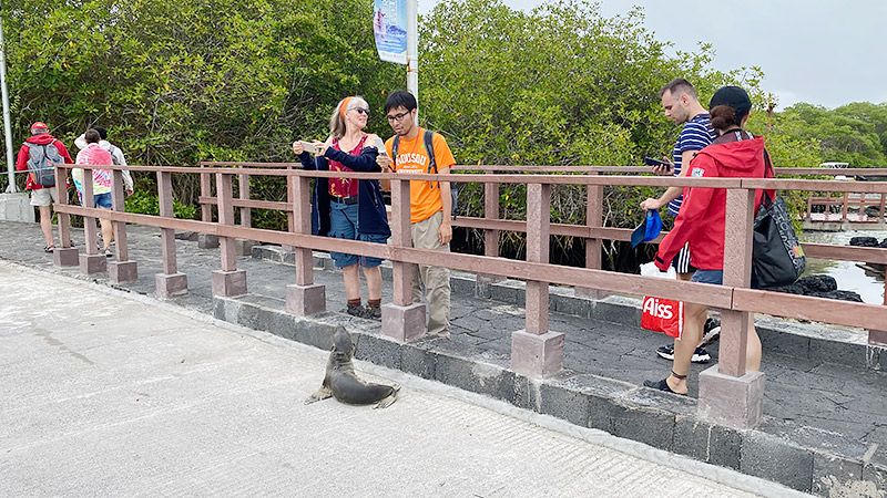 街中にいるアシカをガラケーで撮影する地主