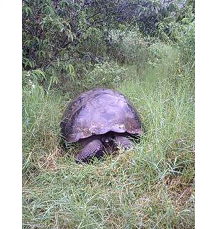 ガラケーで撮影したガラパゴスゾウガメその3