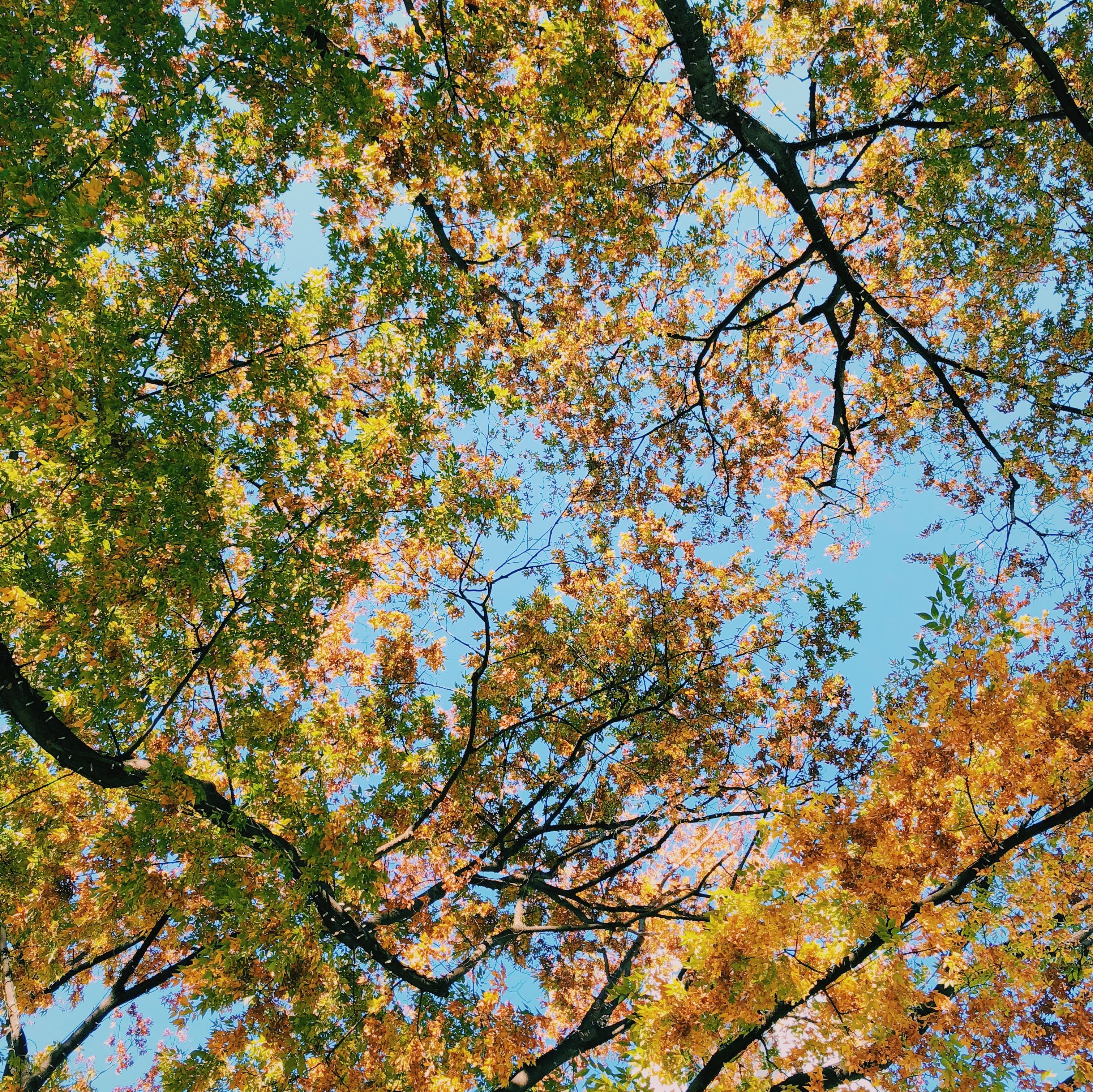 紅葉の写真をスマホでかわいく撮影するには？ インスタ映えを叶える4 