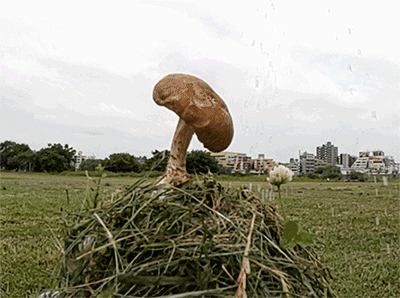 きのこで雨宿りをするトリックGIF