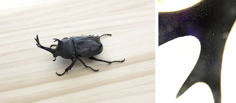 スマホ25顕微鏡でカブトムシを観察