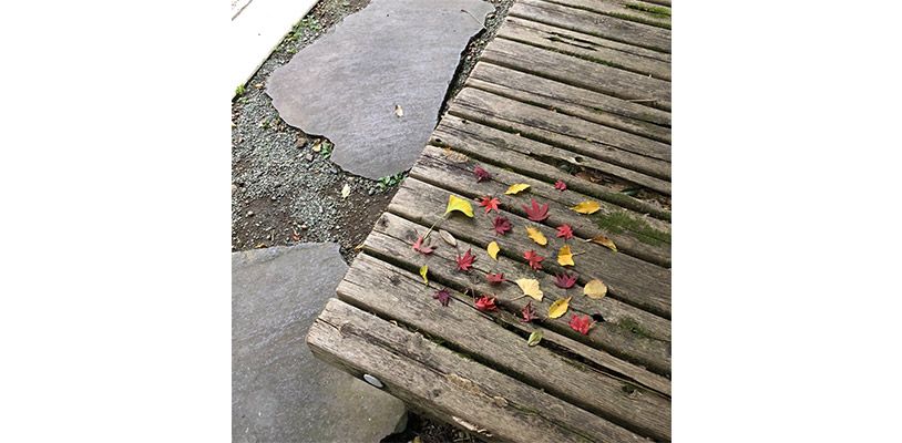 ベンチと落ち葉