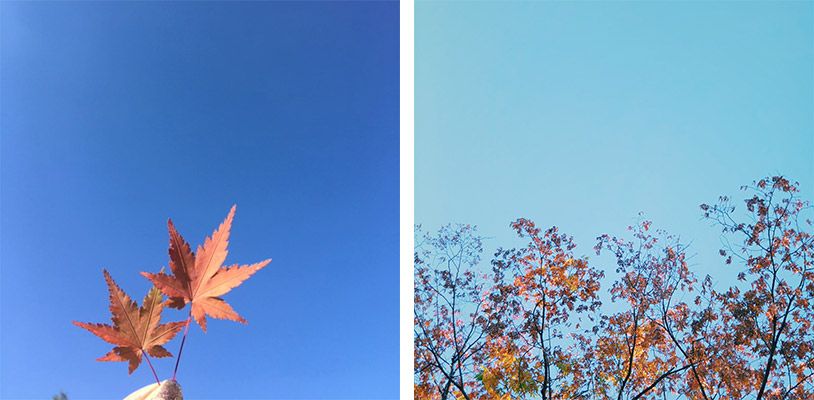 青空と紅葉
