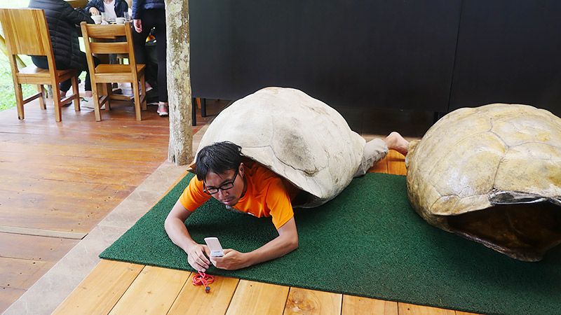 ガラパゴスゾウガメの甲羅を着る地主