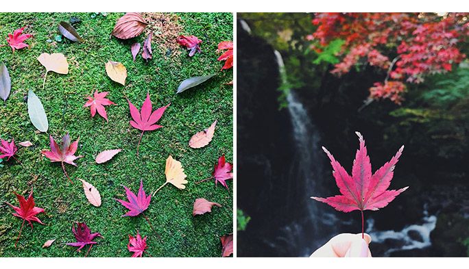 紅葉の写真をスマホでかわいく撮影するには? インスタ映えを叶える4つのテクニック